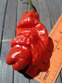 Pinterest. fruit of chilli pepper Peter Penis Red: 17-CA1-5# 1. 